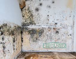 Mold Remediation The Complete Guide