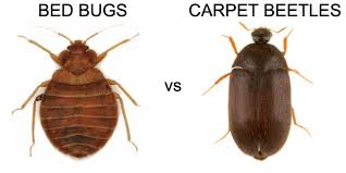 bed bugs vs carpet beetles 5 ways to