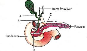 Almost fully occupies right hypochondrium, upper part of epigastrium, part of left hypochondrium. The Given Diagram Shows A Duct System Of Liver Gall Bladder