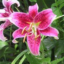 lilies are toxic to cats dogs