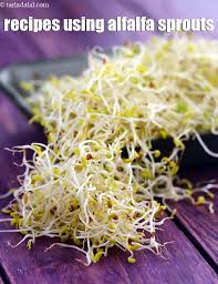 16 alfalfa sprouts recipes alfalfa