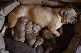 best bedding for newborn puppies