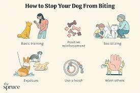 reasons why dogs bite and how to stop it