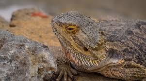 cal conditions of bearded lizards