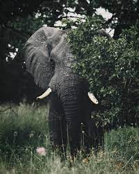 Lustiger elefant afrikanischer elefant elefanten bilder lustige tierfotos exotische tiere tierkinder nashorn wilde tiere niedliche tiere. Elephant Elefanten Ausgestopftes Tier Elefanten Fotografie