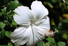 Likewise, a white violet meant innocence, while a purple violet said that the bouquet giver's thoughts were occupied with love. for example, three types of flowers that come in a very dark/black color include: 100 Types Of The Most Beautiful White Flowers For Your Garden Home And Gardens