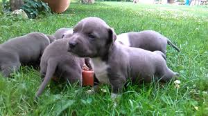 Breeds include poodle, labrador, staffordshire bull terrier and more. Blue American Staffordshire Terrier Puppies Youtube