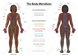 In the human body, there are five vital organs that people need to stay alive. Meridian System Chart Black Woman Female Body With Labeled Meridians Anterior And Posterior View Traditional Chinese Medicine Royalty Free Cliparts Vectors And Stock Illustration Image 149677380