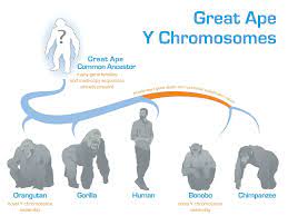 enigmatic y chromosome in great apes