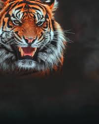 tiger creative photo editing background
