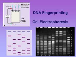 Dna Fingerprinting Gel Electrophoresis Sometimes We