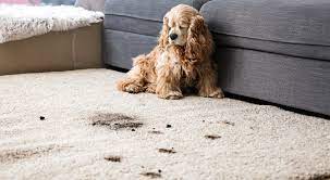 special needs pet friendly flooring