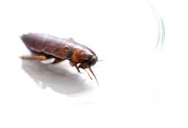 6 reasons why german roaches are so
