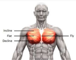 It describes the theatre of events. Body Anatomy Muscle Groups Food Fitness