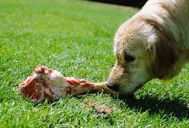 When you understand why dogs eat their puppies, you can learn more about what is going on with the litter you have to better understand if you should intervene or let nature take its course. Top 5 Myths About Feeding Your Dog A Raw Diet Busted 4dogday