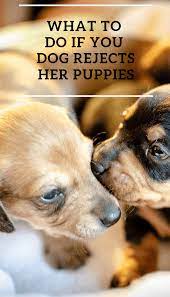 Dogs eat their newborn puppies when they do not recognize the puppies as their own, because the pain from mastitis and suckling provokes aggression, or because a puppy is stillborn or unhealthy. What To Do If Your Dog Rejects Her Puppies Pbs Pet Travel