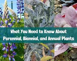Biennials are plants that grow from seed the first year and blossom and die the second year. What You Need To Know About Perennial Biennial And Annual Plants