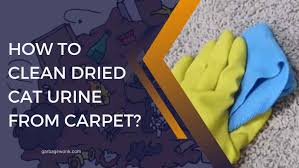 clean dried cat urine from carpet
