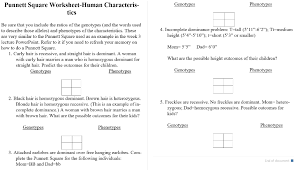 Use a separate sheet of. Solved Punnett Square Worksheet Human Characteris Phenot Chegg Com