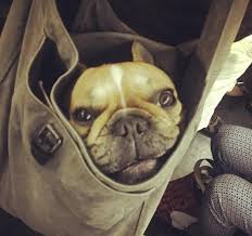 Image result for dogs inside handbags