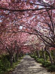 20 tempat pemandangan bunga sakura terindah di jepang bunga sakura memang sangat menawan dan memberikan suasana khas jepang jika anda ingin berkunjung ke jepang di musim sumber gambar : Gambar Bunga Sakura Di Jepun Gambar Bunga