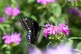 What flowers attract butterflies but not bees? 10 Best Plants That Attract Butterflies New England Today