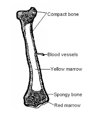 Bone marrow diagram, compact bone diagram quiz, compact bone slide labeled, diagram long bone, labeled compact bone model. Skeleton Worksheet Answers Wikieducator
