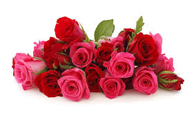 red rose pink rose flowers bouquet hd