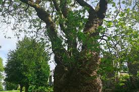 Woodland Trust S Top Tree