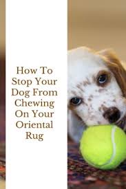 from chewing on your oriental rug