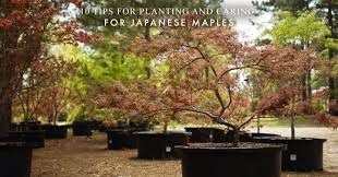 planting and caring for anese maples