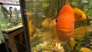 Our local fish store in roswell, ga, offers a wide range of exotic and tropical fish, plants, and corals to spruce up your saltwater or freshwater aquarium. Retired Ohio Cop Becomes Fish Store Owner