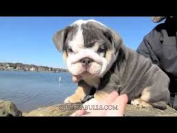 1 x lilac tri boy £3,500 1 x blue & tan top quality british bulldogs. Blue English Bulldog Puppy Youtube
