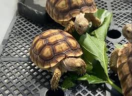 Best Substrate For Sulcata Tortoise In