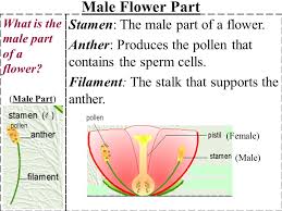 Fertilisation is the process when male gamete and female gamete are combined together in the ovary. Male Flower Parts 1 Stamen Anther Filament Ppt Download