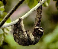 Sloth Classification Earjs Ecosystem