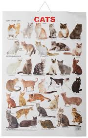 Buy Cat Chart Book Online At Low Prices In India Cat Chart