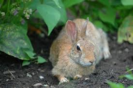 how to keep rabbits out of your yard