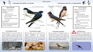 Identifier les oiseaux des jardins et des villes d'europe en hiver | ornithomedia.com. Oiseaux Identification Www Faune Charente Maritime Org