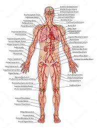 Diagram Of The Human Organs Stock Images Royalty Free