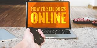 You need to write up the dreaded ad, select some great pictures, change the wording of crucial parts. How To Sell Puppies Online Top Platforms And Selling Tips
