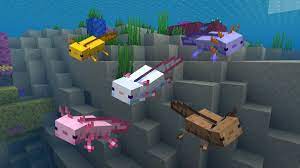 Pink (leucistic, referred to as lucy in its texture file), brown (wild), yellow (gold), cyan and blue. All Axolotl Color Variants In Minecraft Gamepur