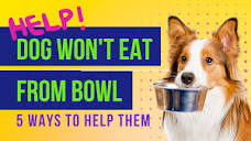 Dog Won't Eat From Bowl But Will From Floor [Top 5 Reasons]