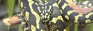 zoo buddy jungle carpet pythons