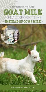 3 reasons to use goat milk for kittens