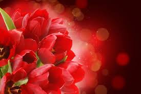 red flower wallpaper images free