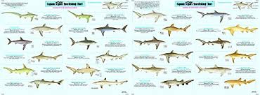 Captain Segulls Shark Species Identification Sportfishing Chart