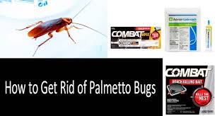 Palmetto Bug Vs Cockroach Whats The Difference
