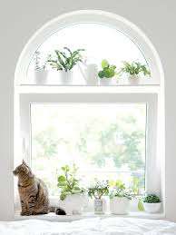 Air plants are a great way to add subtle accents to your home without stealing the show. Living With Plants And Cats