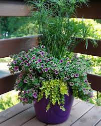 Container Gardening Tips Sheknows